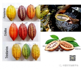 来自非洲热带的“美味之树”----可可树