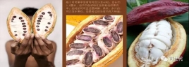 可可豆到可可原料的制作